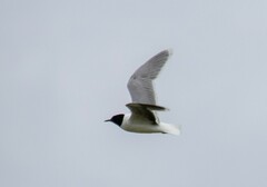 Hydrocoloeus minutus