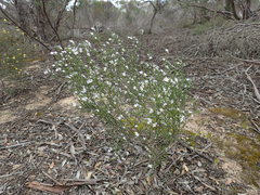 Cyanothamnus coerulescens