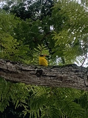 Oriolus chinensis