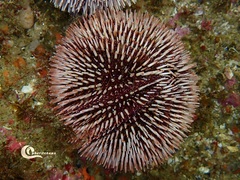 Sphaerechinus granularis