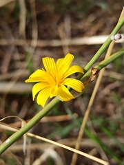 Chondrilla juncea