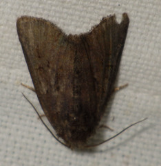 Oligia strigilis