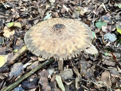Chlorophyllum olivieri
