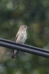 Muscicapa griseisticta