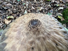 Chlorophyllum olivieri