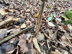 Chlorophyllum olivieri