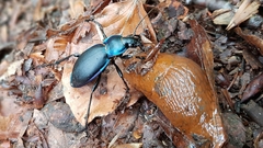 Carabus violaceus