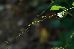 Hylodesmum podocarpum oxyphyllum