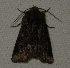Oligia strigilis