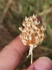 Allium sphaerocephalon
