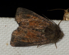Oligia strigilis