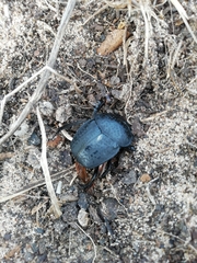 Scarabaeus cicatricosus