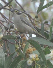 Melithreptus brevirostris