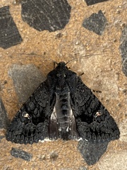 Neumichtis nigerrima