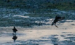 Charadriiformes