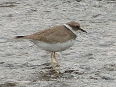 Charadrius placidus
