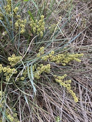 Lomandra collina