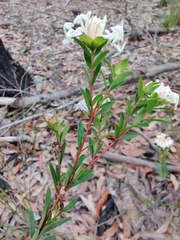 Pimelea linifolia