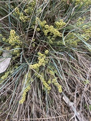 Lomandra collina