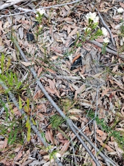 Pimelea linifolia