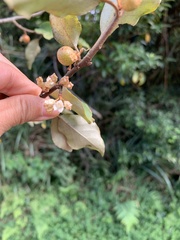 Elaeagnus thunbergii