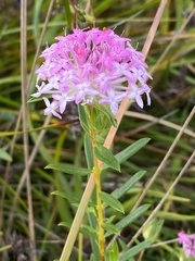 Pimelea ferruginea