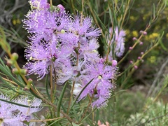 Myrtoideae
