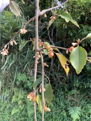 Elaeagnus thunbergii
