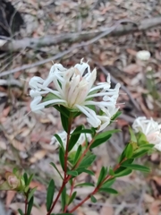 Pimelea linifolia