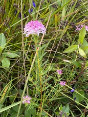 Pimelea ferruginea