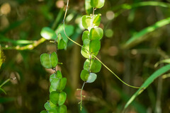 Dioscorea japonica