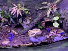 Dendrobates tinctorius