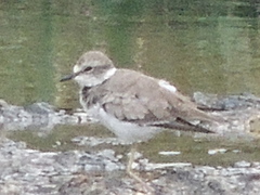Charadrius placidus