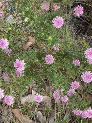 Pimelea ferruginea
