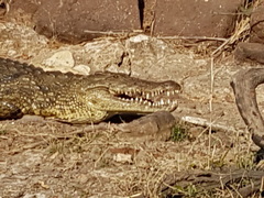 Crocodylus niloticus