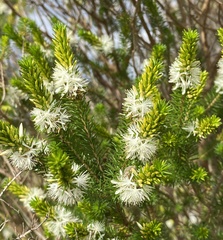 Calytrix hirta