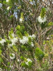 Calytrix hirta
