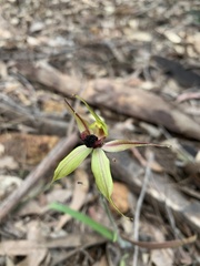 Caladenia macrostylis