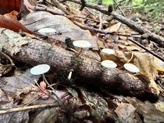 Mycetinis scorodonius