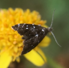Prochoreutis