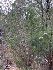 Myrtoideae