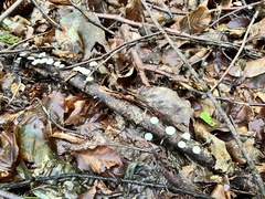 Mycetinis scorodonius