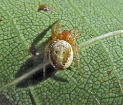 Araniella displicata