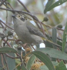 Melithreptus brevirostris