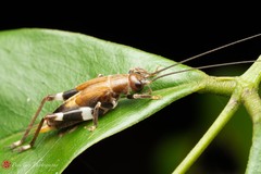 Mnesibulus bicolor
