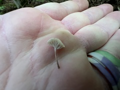 Mycetinis scorodonius