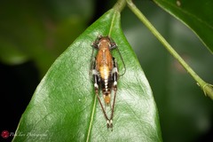 Mnesibulus bicolor