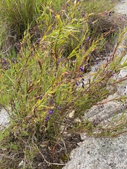 Stypandra glauca