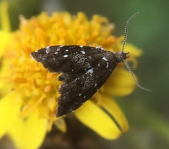Prochoreutis