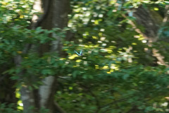 Graphium sarpedon nipponum